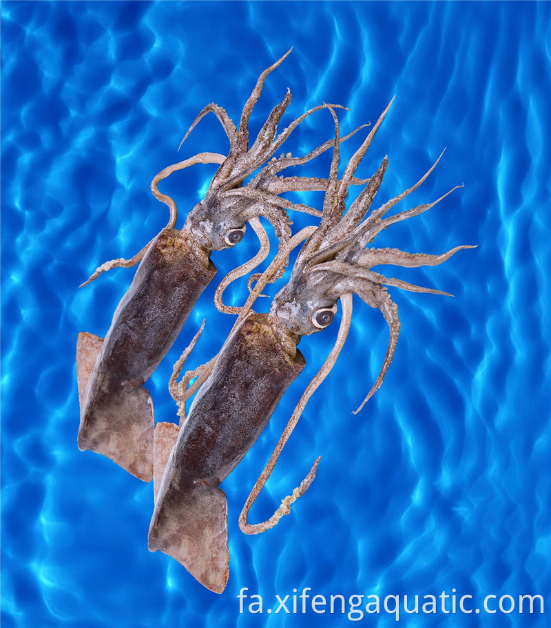 دوسیدیکوس گیگاس Dosidicus Gigas